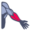 Forearms icon